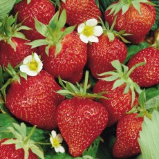 strawberries_in pots